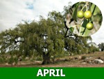 april