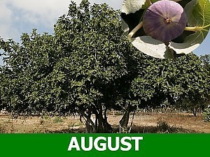 Fig