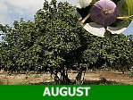 Fig