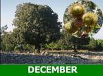 december