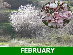 february
