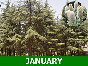 january