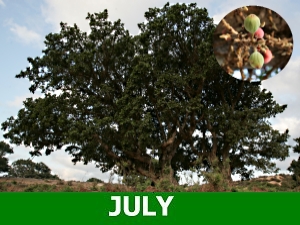 july