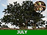 july