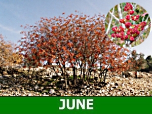 june