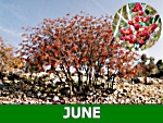 june