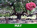 may