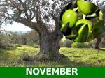 november
