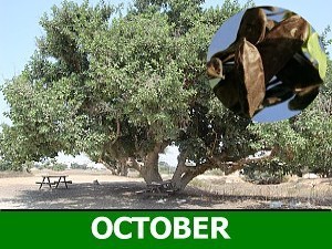 Carob
