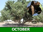 Carob
